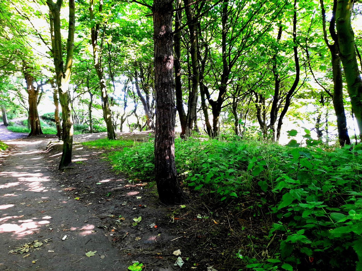 Awe walking- a mindful movement exercise to establish focused&nbsp;flow