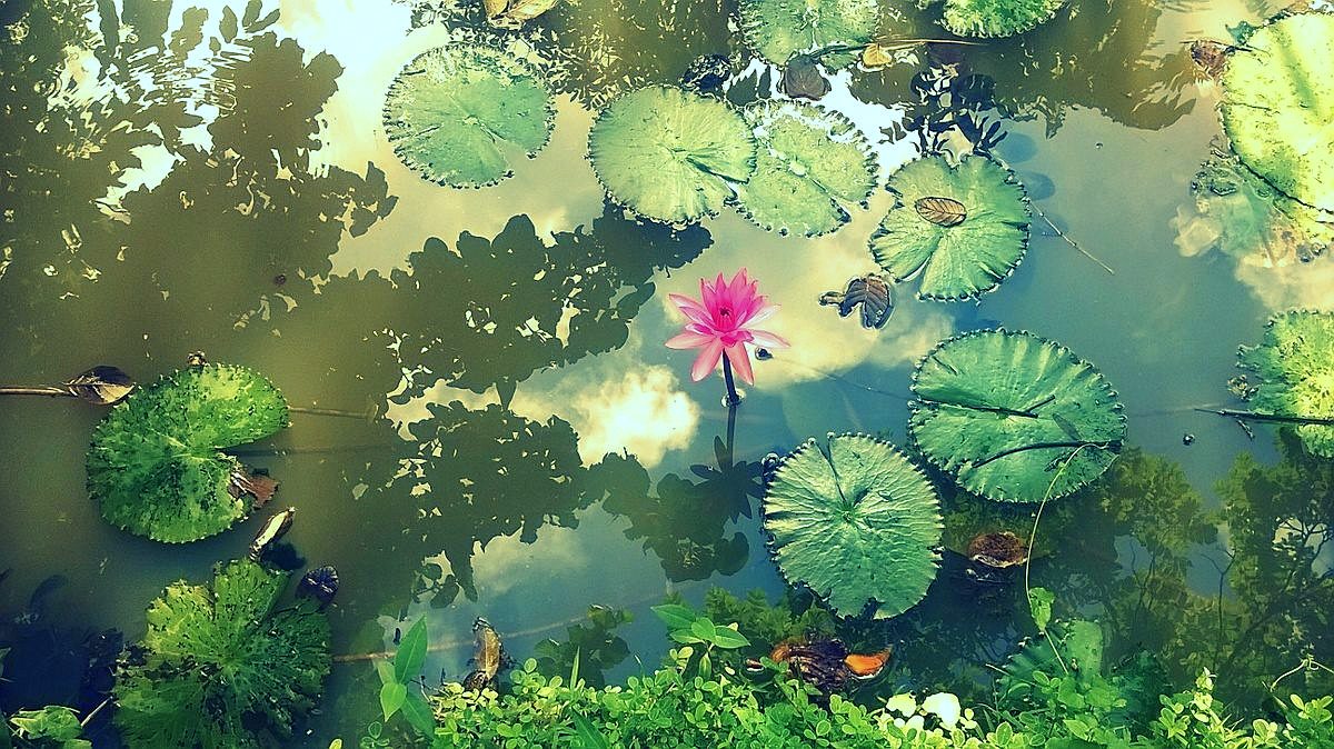 Setting Intentions and the Art of&nbsp;Self-Compassion